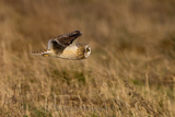   Short-eared Owl (Asio flammeus flammeus)